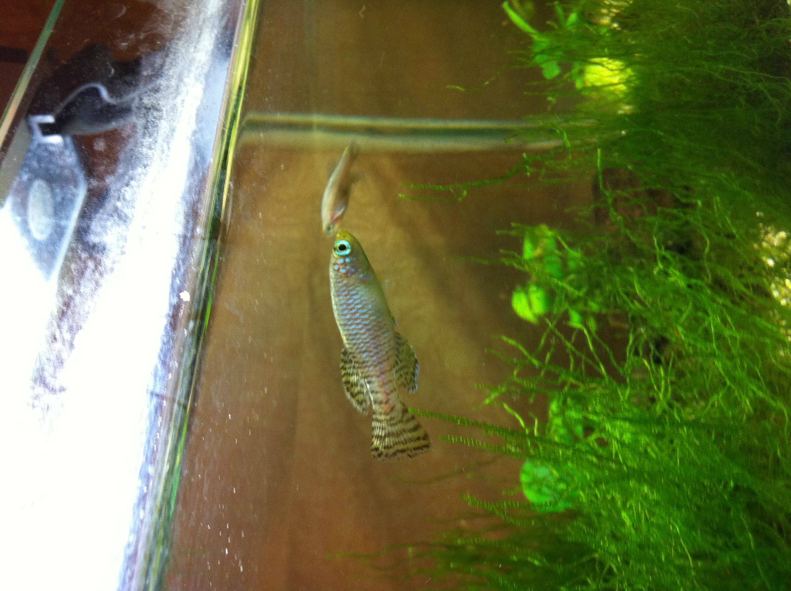 E6rOD