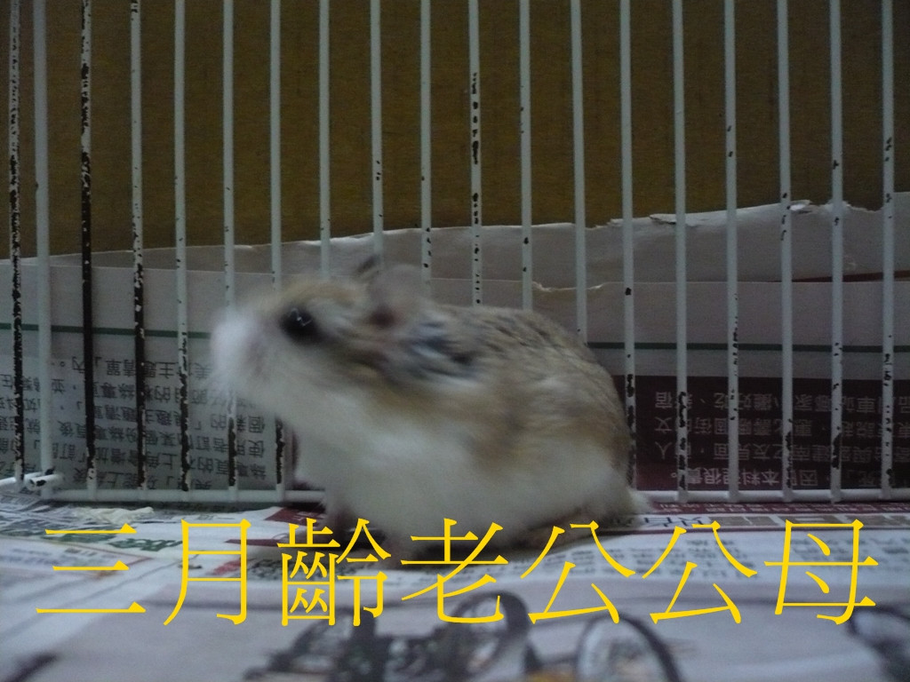 HrWLP