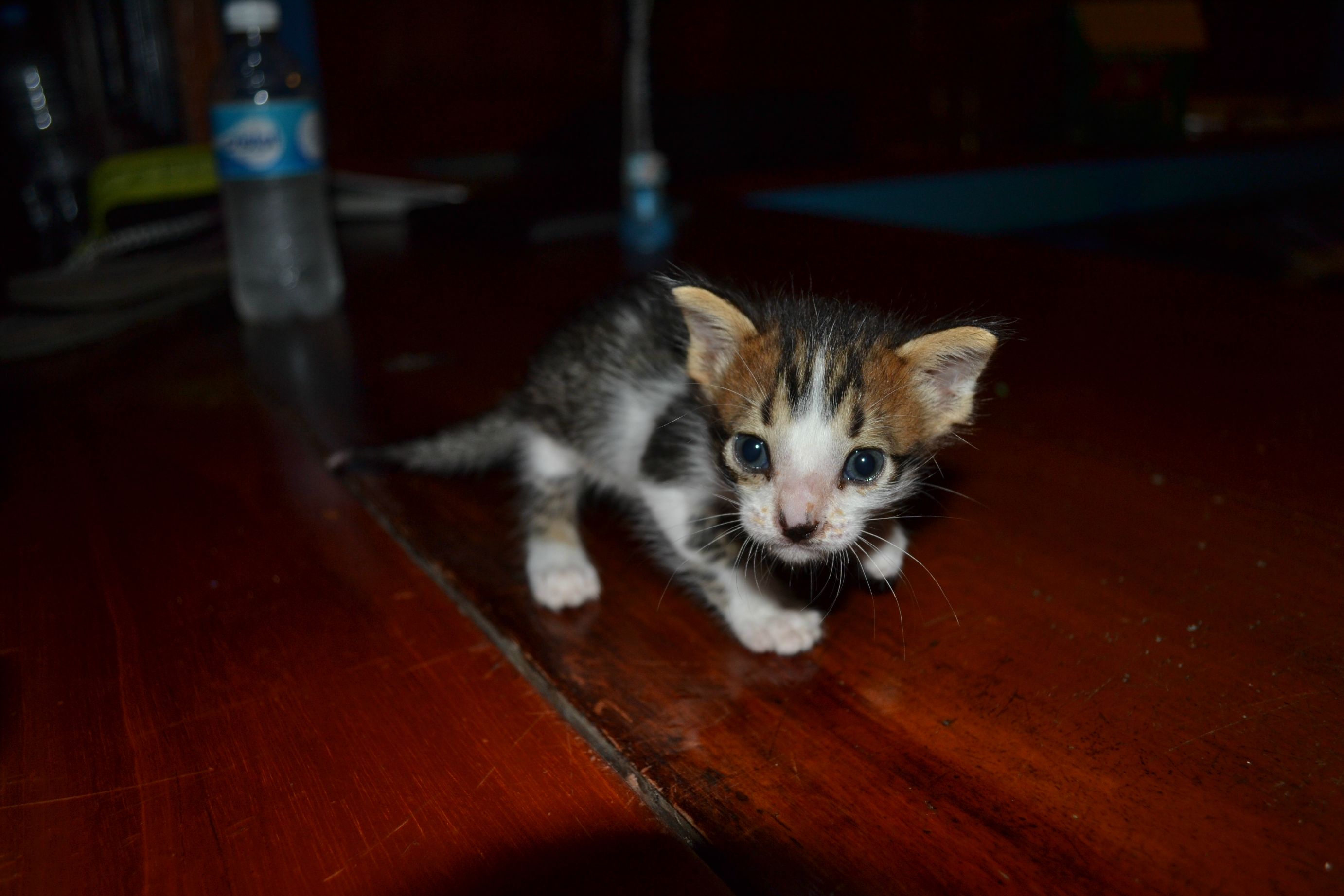 KuyyS
