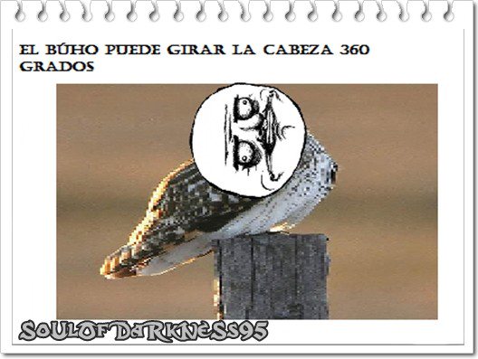 SDYNCg