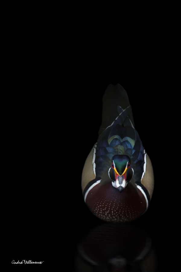 Xblsu