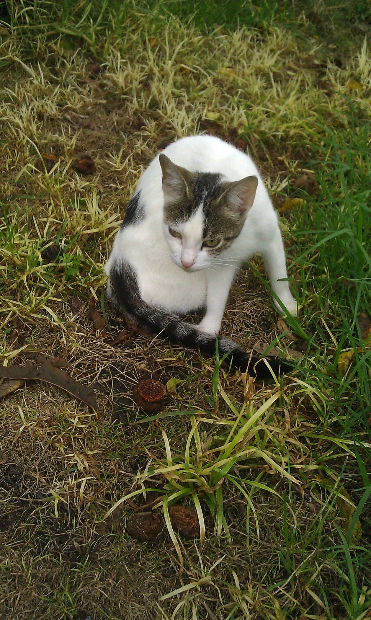 obOm6