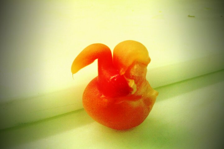 pIs5O