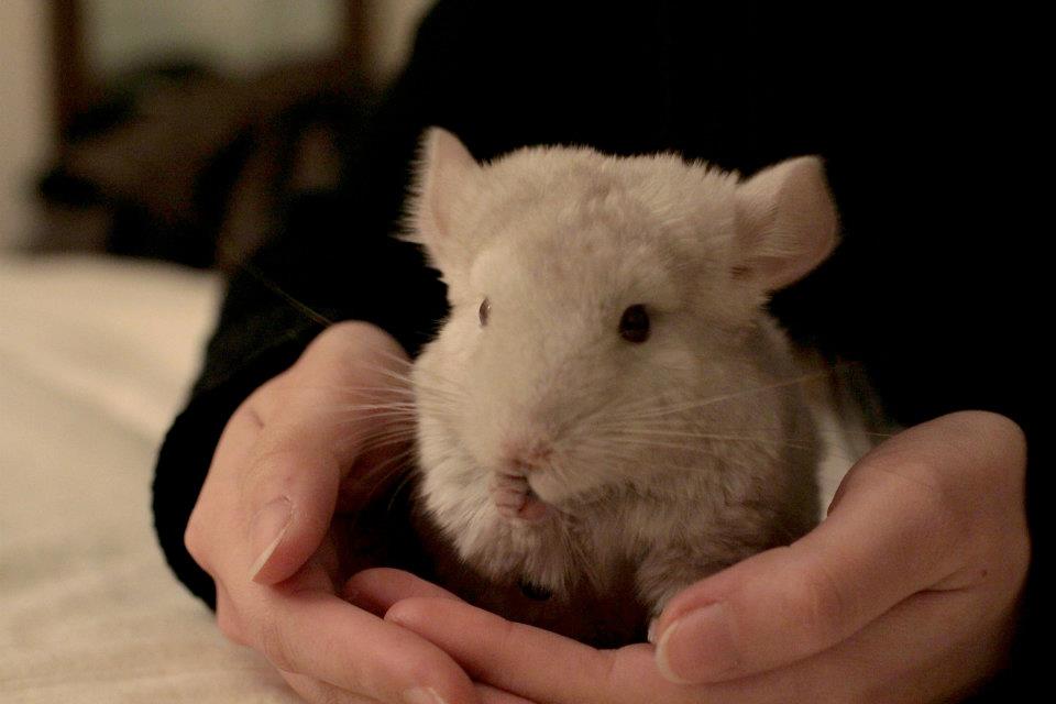 qpsyu