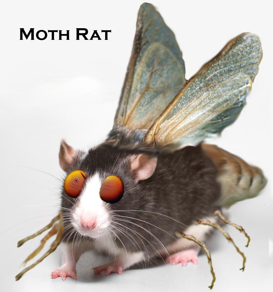 sqbmn