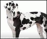 wwnh3t